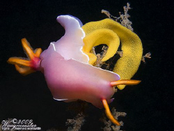 Hypselodoris bullockii nudibranch laying eggs - Benoa, Ba... by Marco Waagmeester 